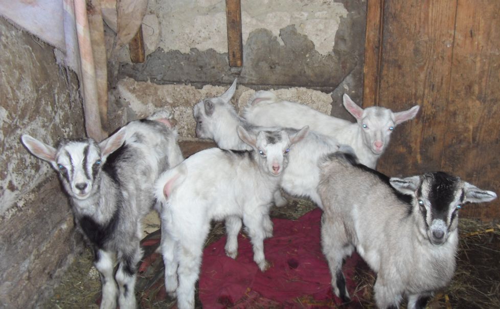 Чем кормят домашних коз. Коза домашняя. Израильские козы домашние. Вид домашней козы.