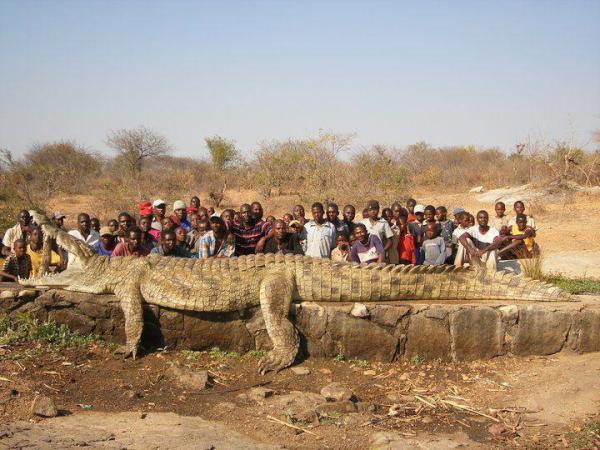Крокодил.jpg