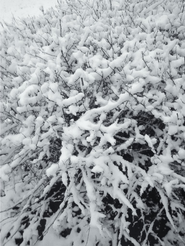 Голос снежка. Плотный снег. Снежное дерево кустарник. Пушистый снег на деревьях. Снег окутал деревья.