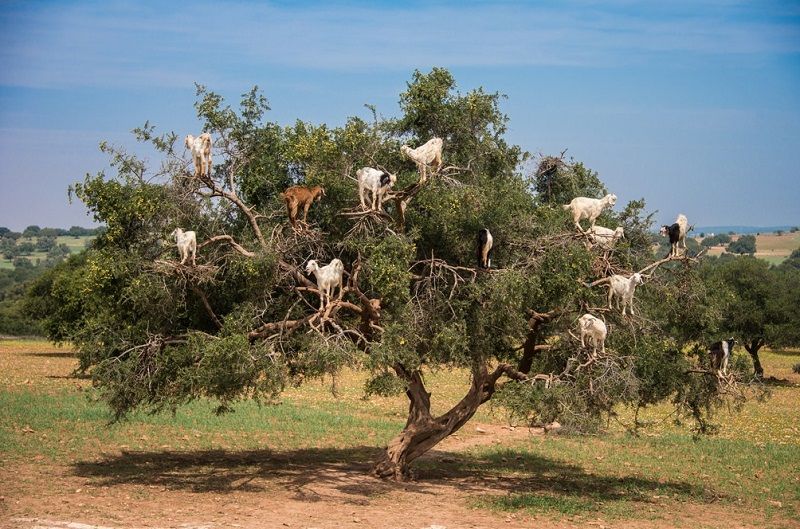 6-Козы на деревьях в Марокко.jpg