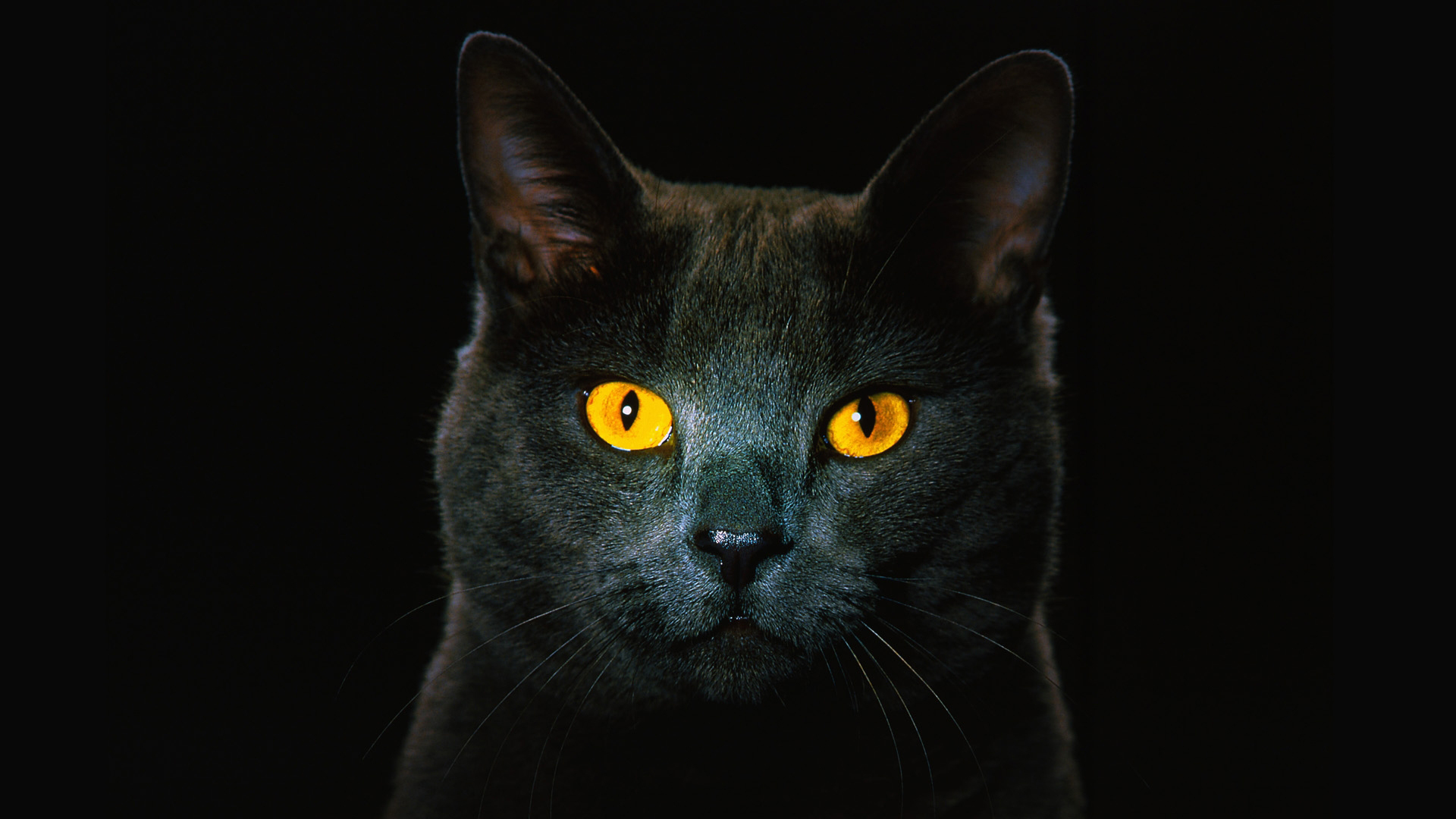 Кот черный рыжие глаза без смс