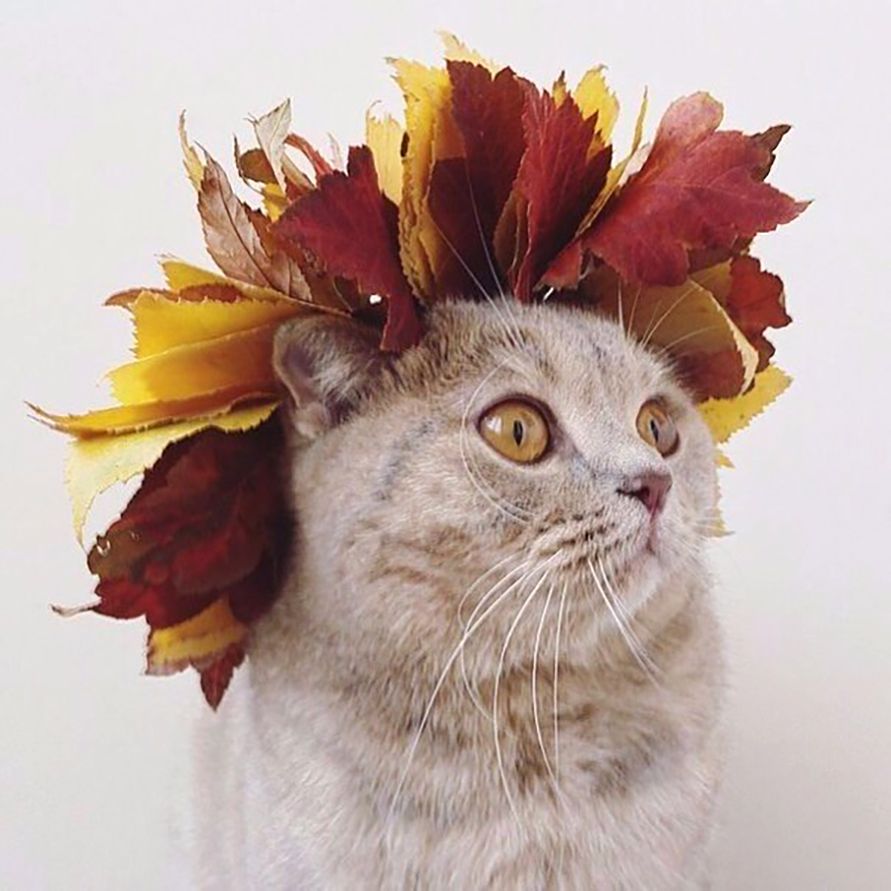 Кошка с венком из листьев