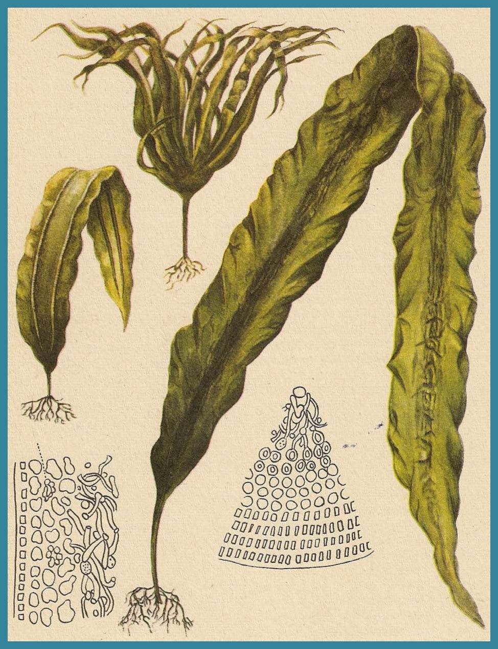 Бурые водоросли слоевище. Бурые водоросли ламинария. Ламинария японская (морская капуста) - Laminaria japonica. Ламинария Фармакогнозия. Ламинария японская Фармакогнозия.