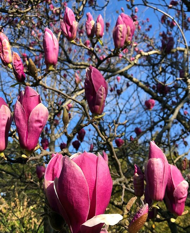 Как выглядит тюльпановое дерево цветущее фото