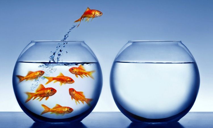 аквариум-золотая-рыбка-свобода-выбора.jpg