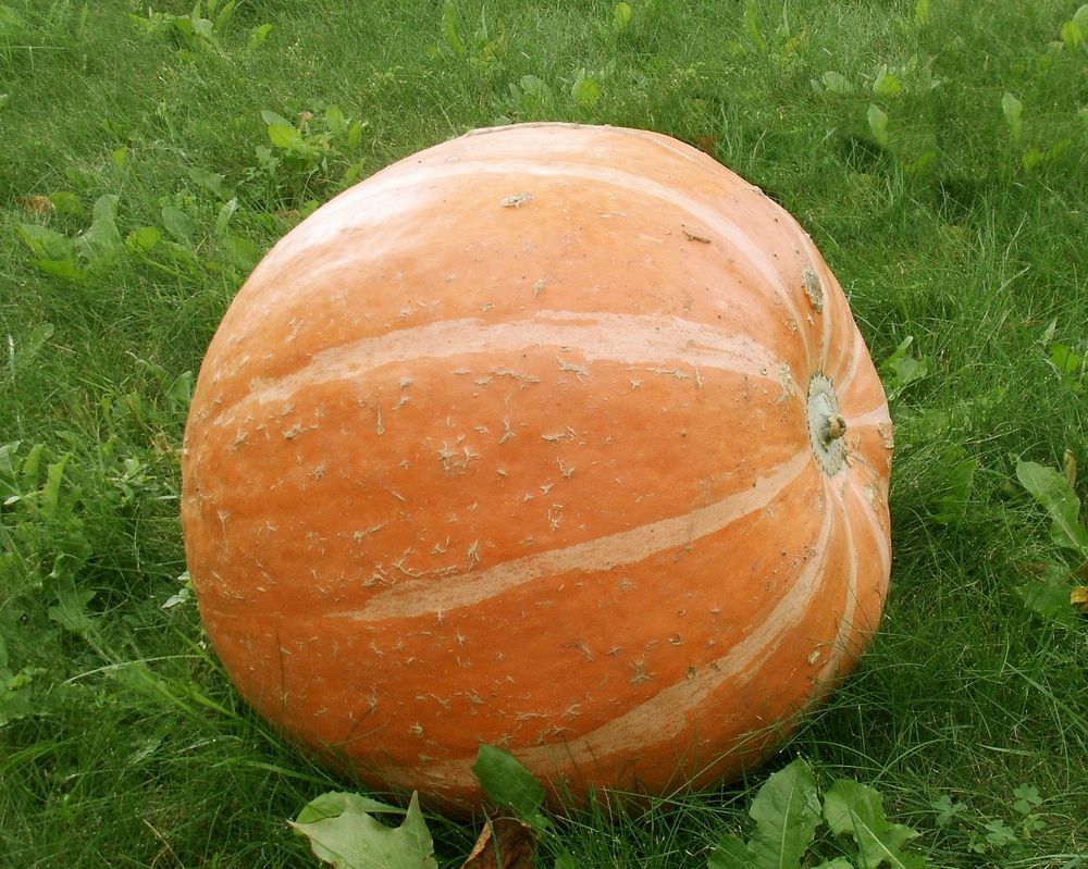 1320657-orange-pumpkin.jpg
