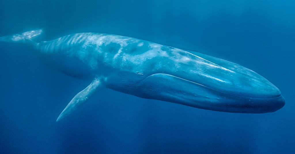 2-Синий кит - рыба или животное.jpg