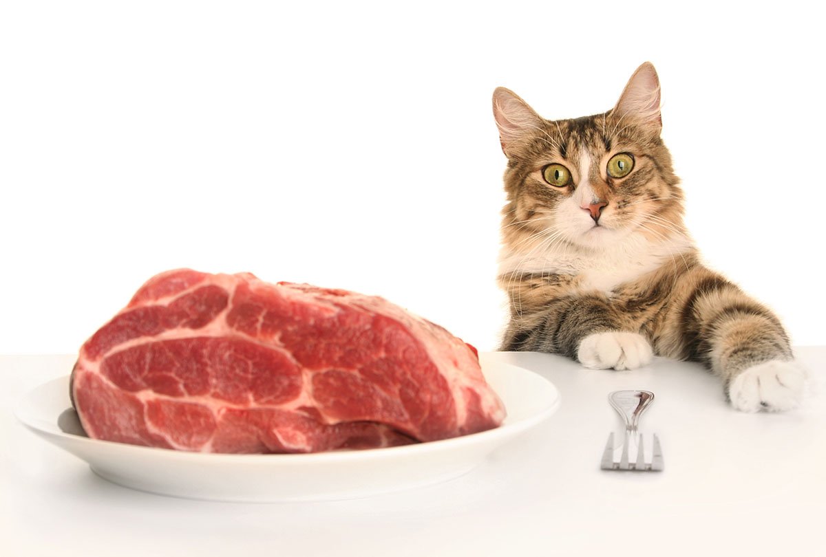 bigstock-young-cat-eating-red-meat-23035142.jpg