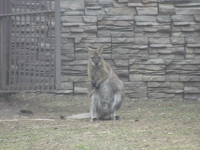 kangaroo5.JPG